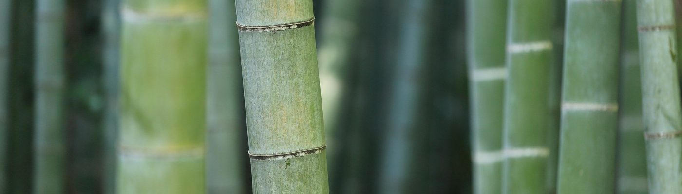 bamboo-919052_1920